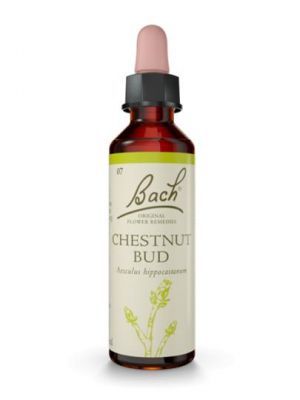 Dr Bach, Chestnut bud - Pąk kasztanowca, krople 20 ml