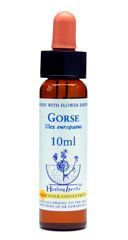 Dr Bach (Healing herbs) Gorse - Kolcolist zachodni, krople 10 ml